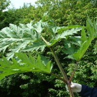 Giant Hogweed